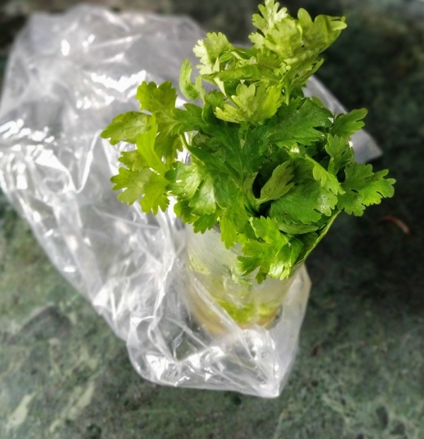 Easy Way to Store Coriander Leaves Longer