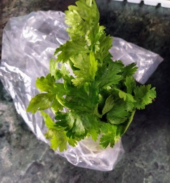 Fresh coriander leaves after 10 days