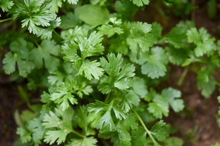 How to Keep Your Coriander Leaves Fresh for 2 Weeks in India?