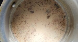 Milk boiled with biryani masala for the korma