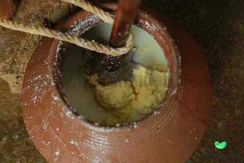 Churning the Curd for Best Indian Ghee Using Bilona Method