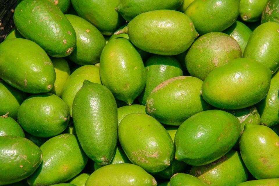 Bengali Gondhoraj Lebu or Rangpur Lime