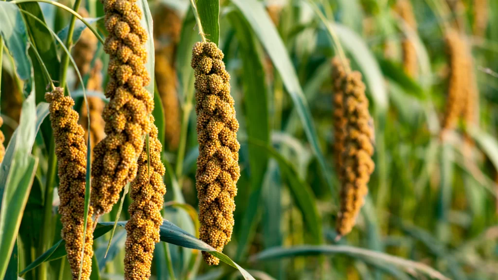 Unpolished Millets are extremely beneficial  for health