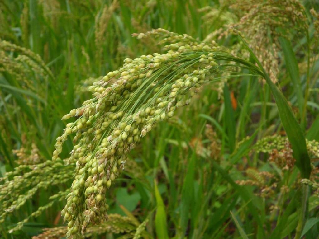 Little Millet Crop