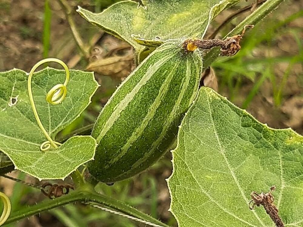 Potol Pata (Pointed Gourd Leaves)